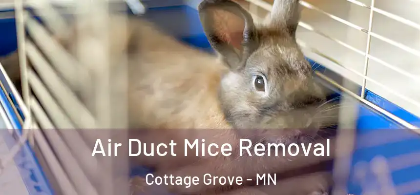 Air Duct Mice Removal Cottage Grove - MN